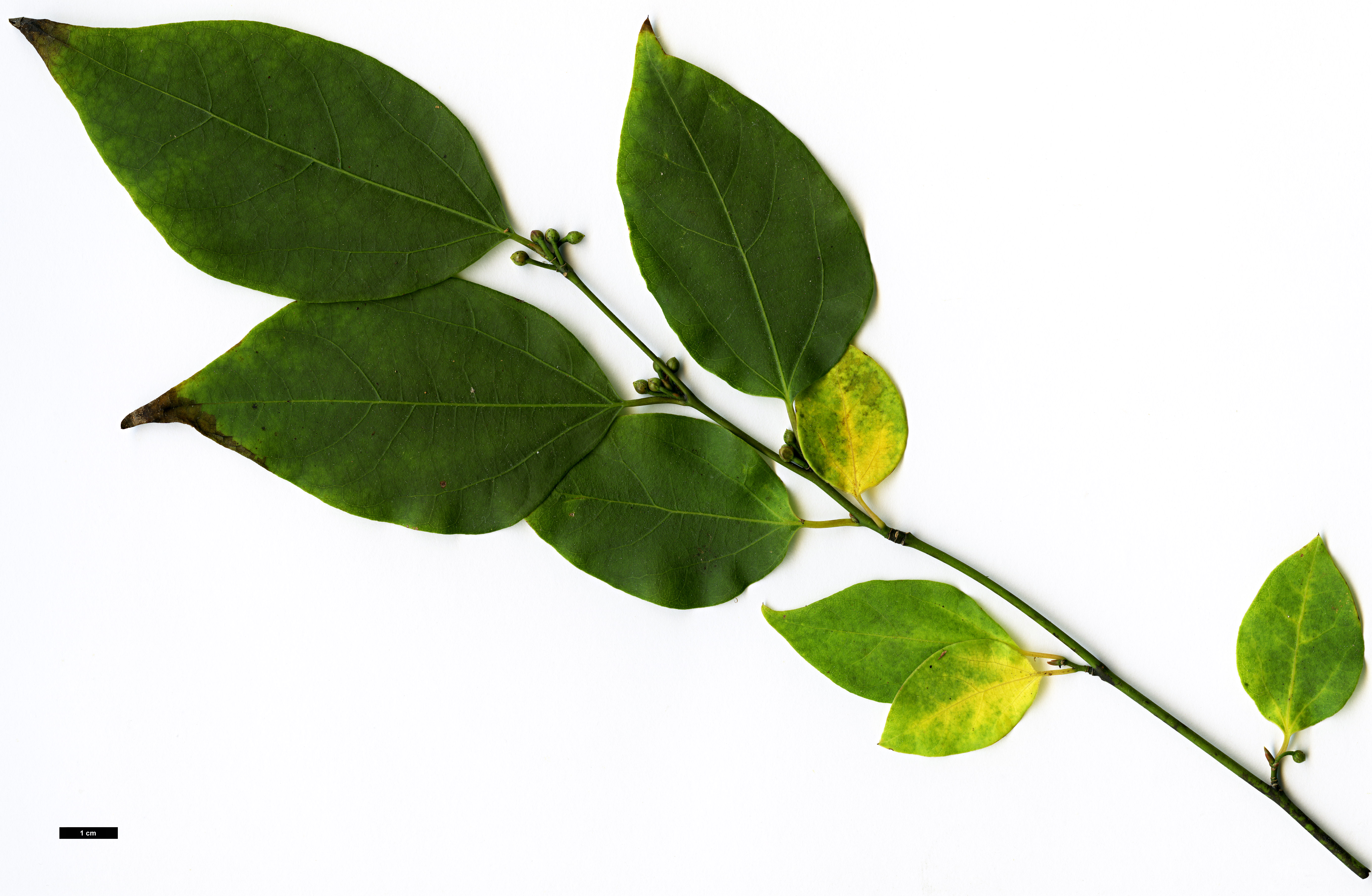 High resolution image: Family: Lauraceae - Genus: Lindera - Taxon: neesiana